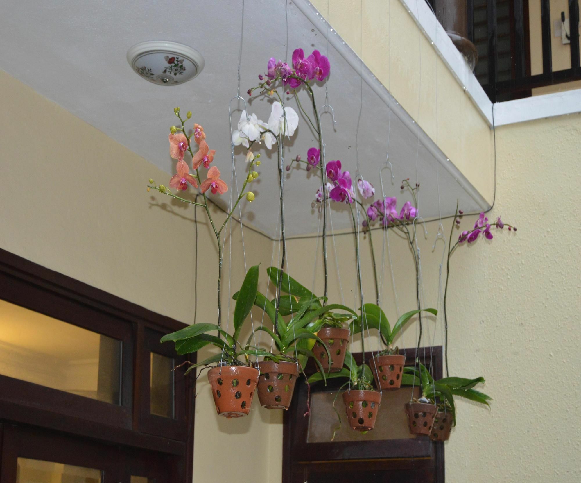 Orchids Homestay Hoi An Exterior photo